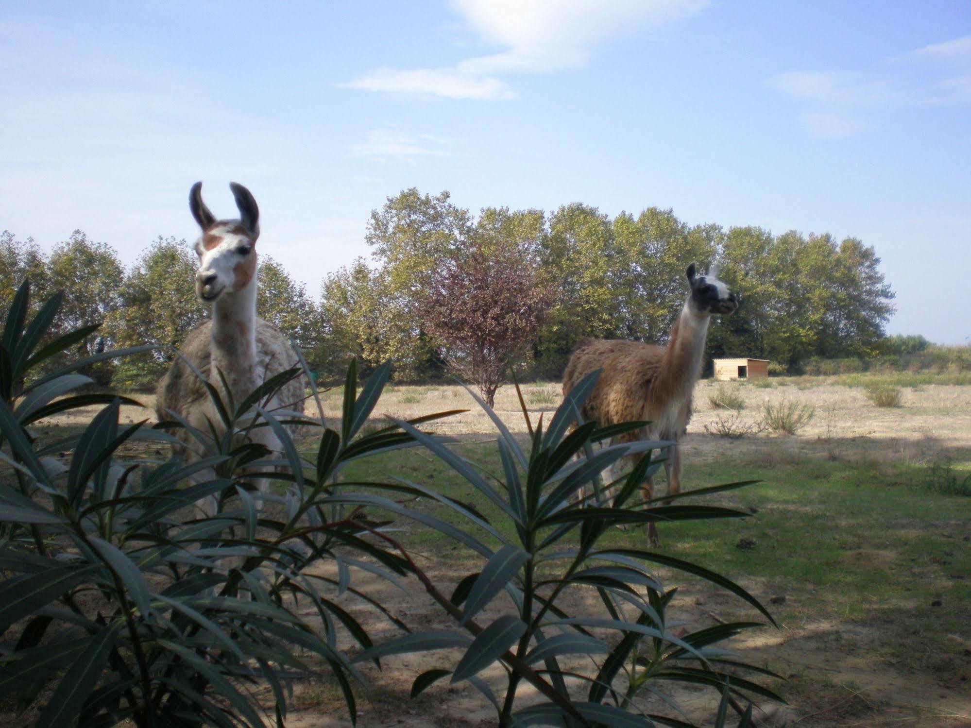 Camping Le Sainte Marie Exterior foto